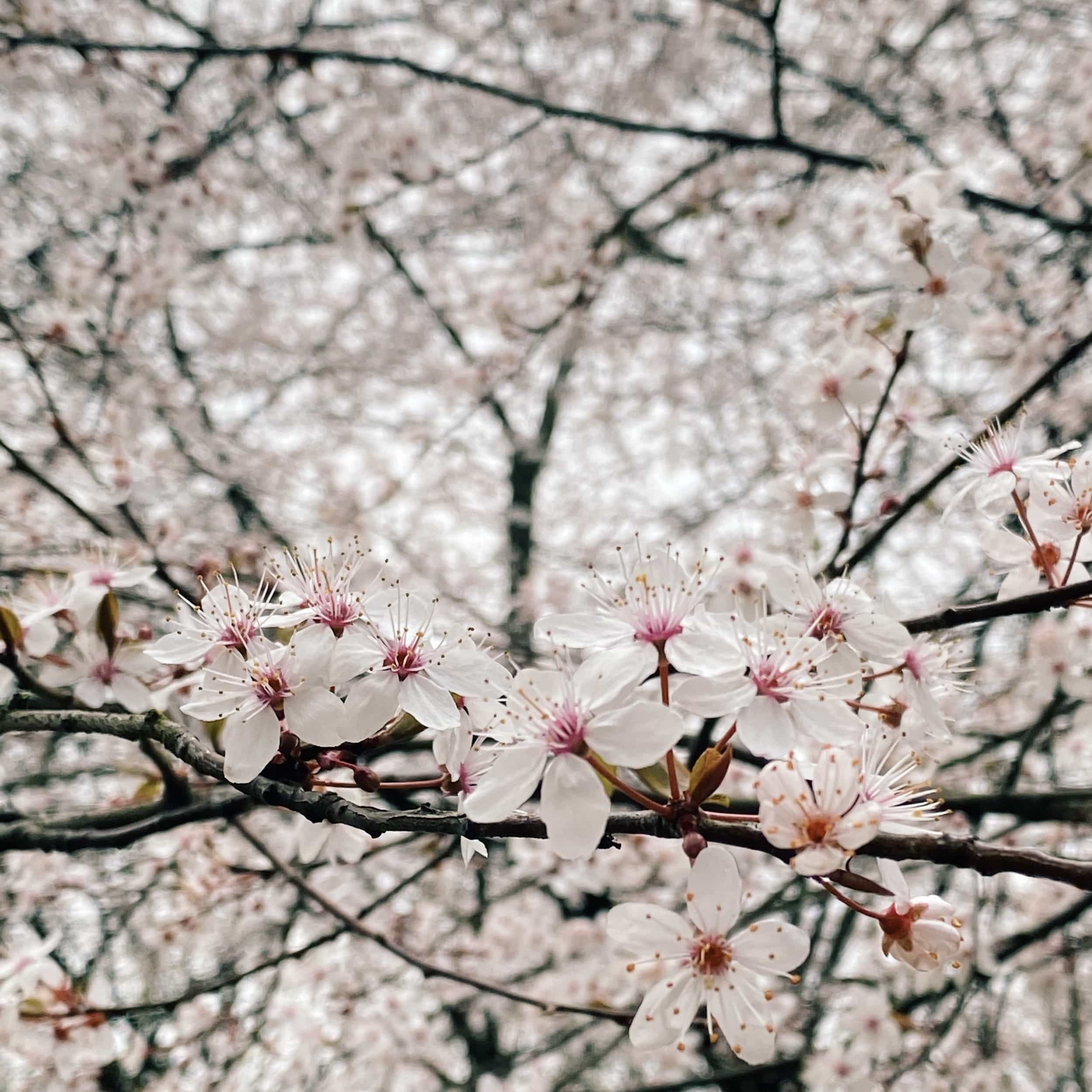 Picture of Cherry Blossoms