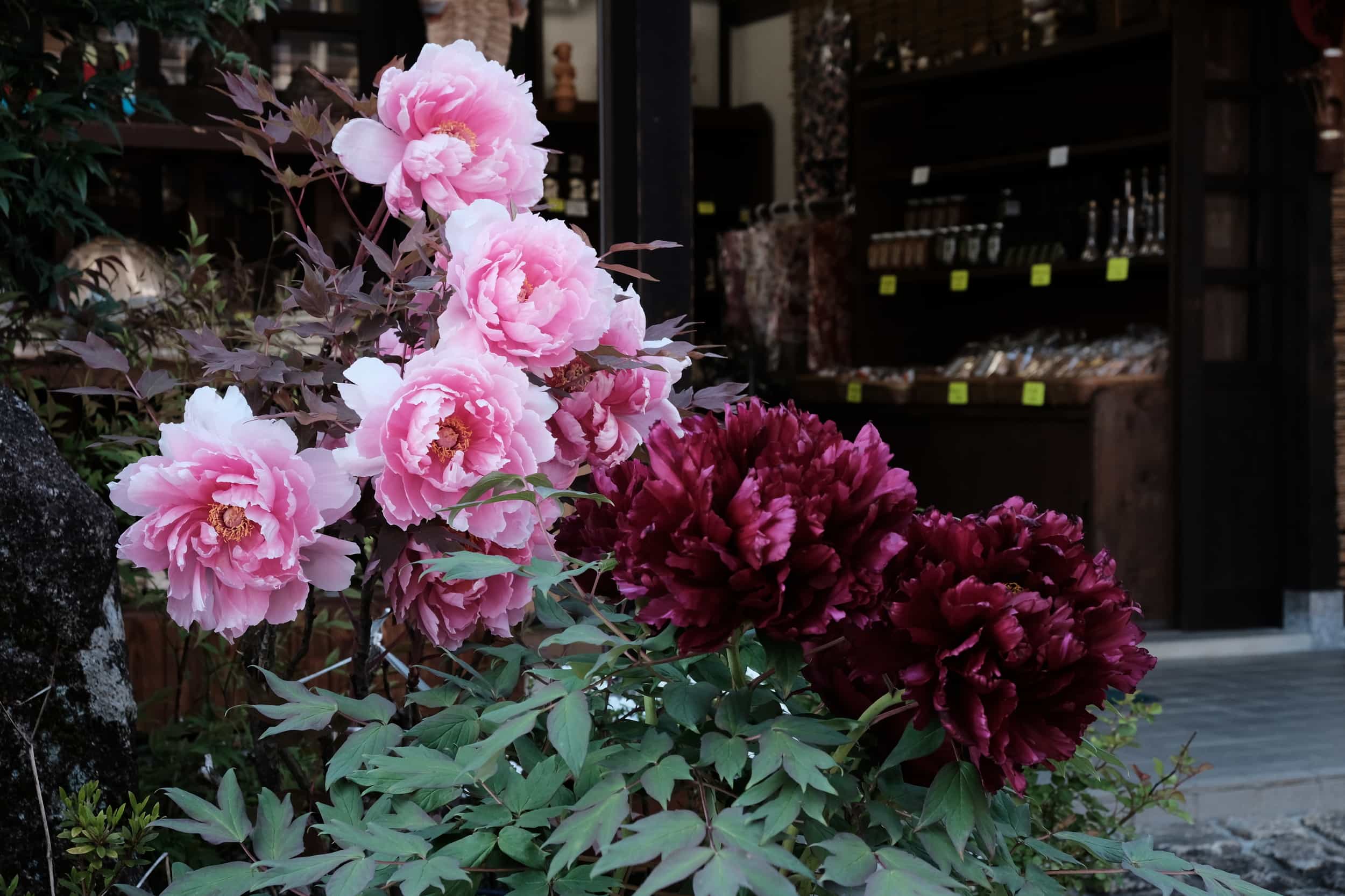 Flowers in front of a shop in Magome Juku