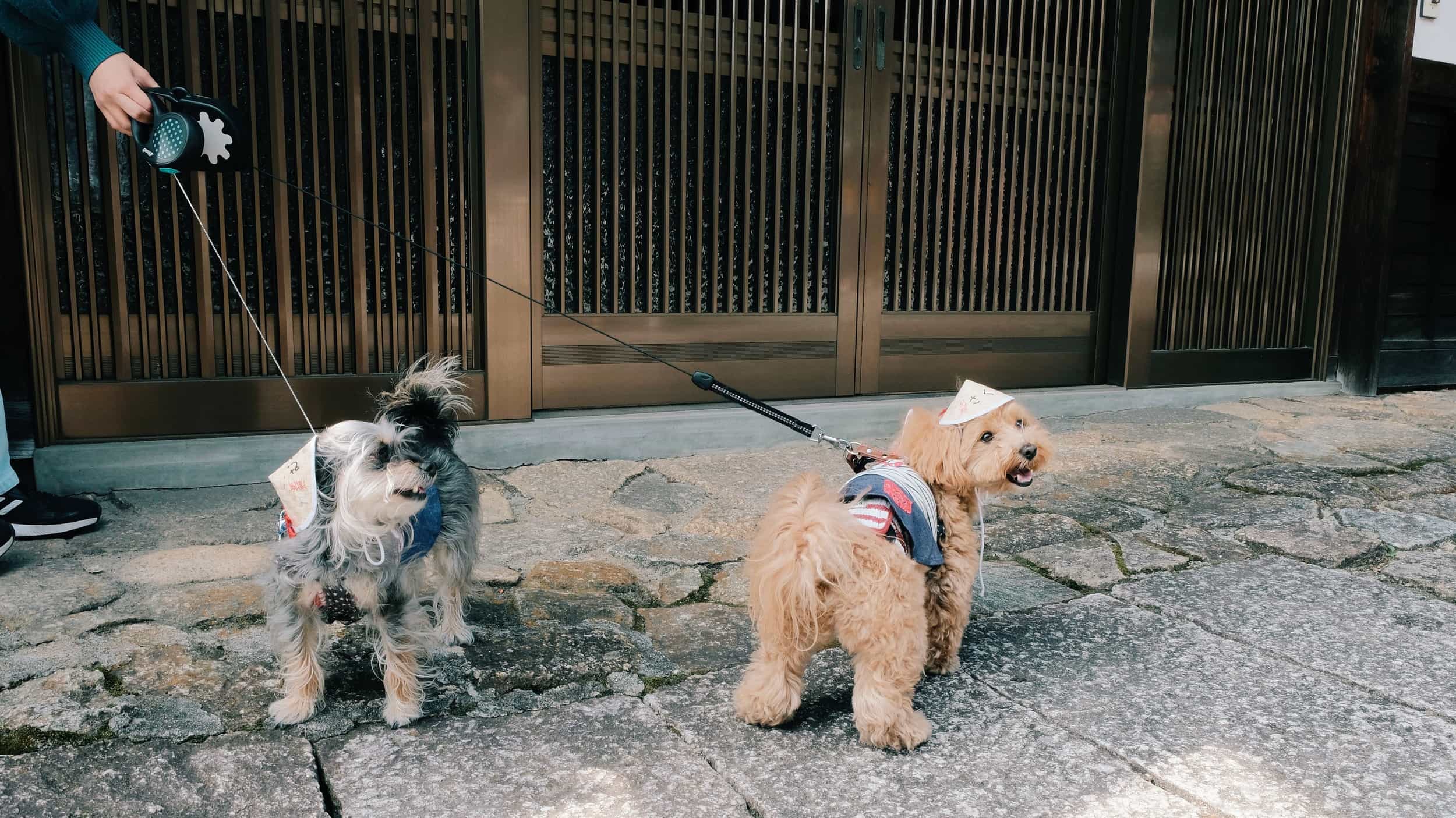 Dogs with hats