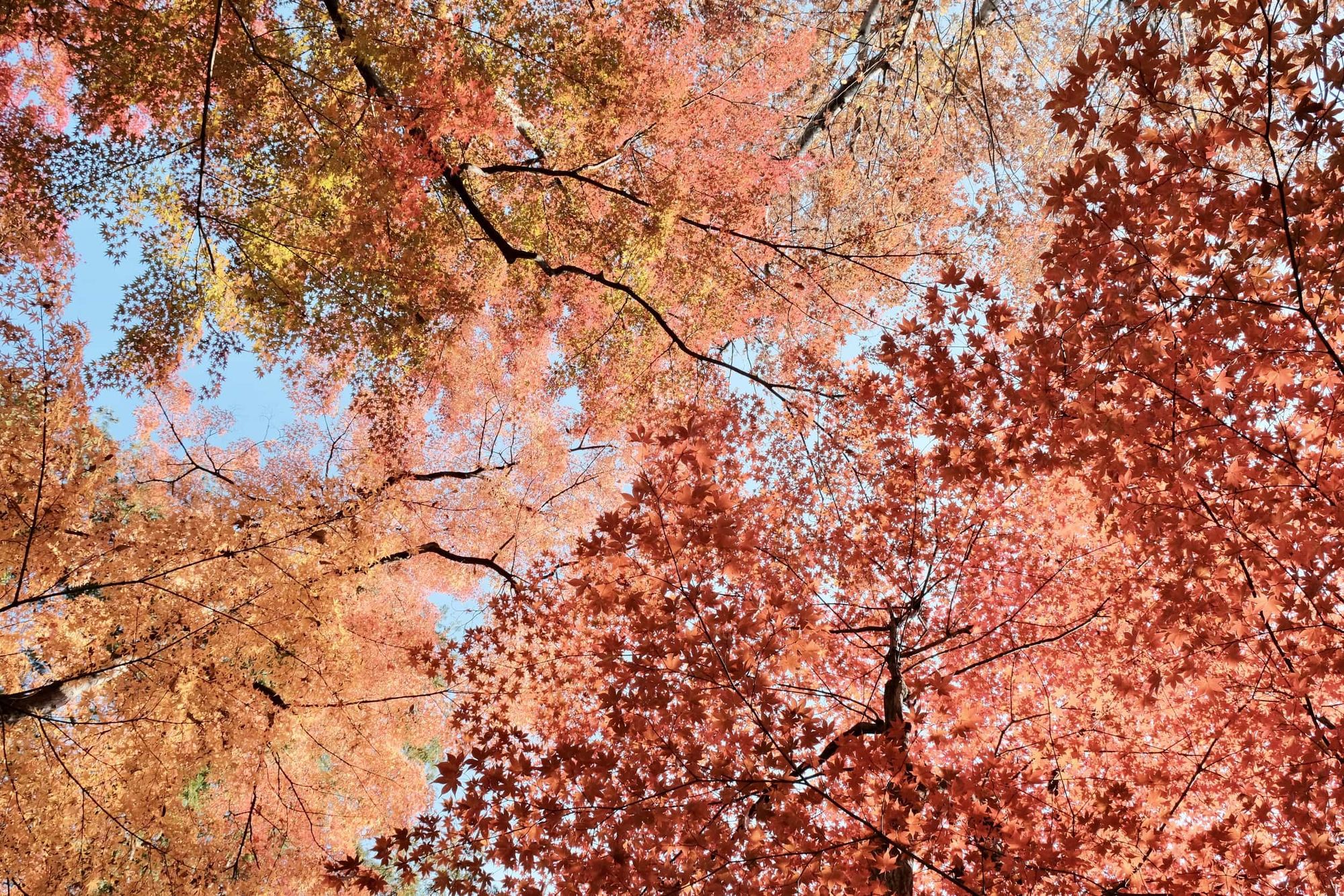 Autumn Foliage