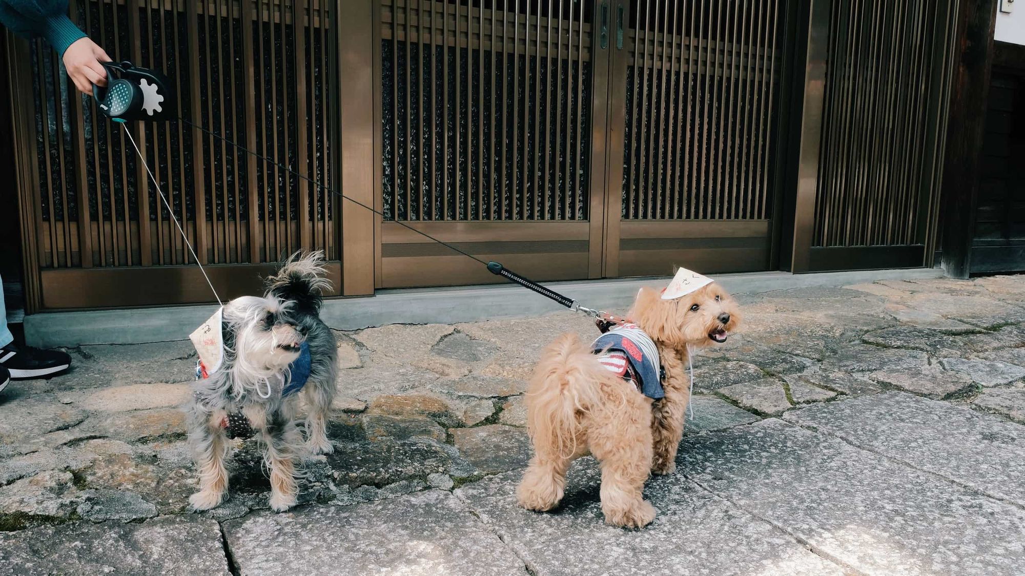 Dogs with hats