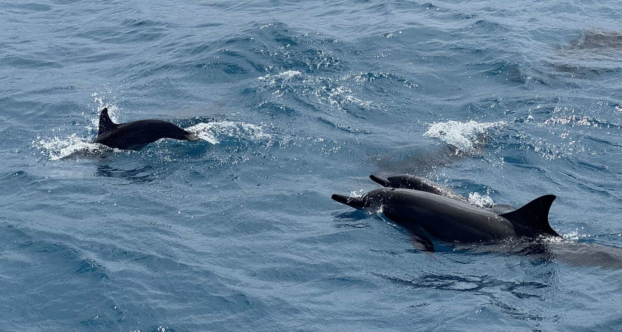 Dolphins!