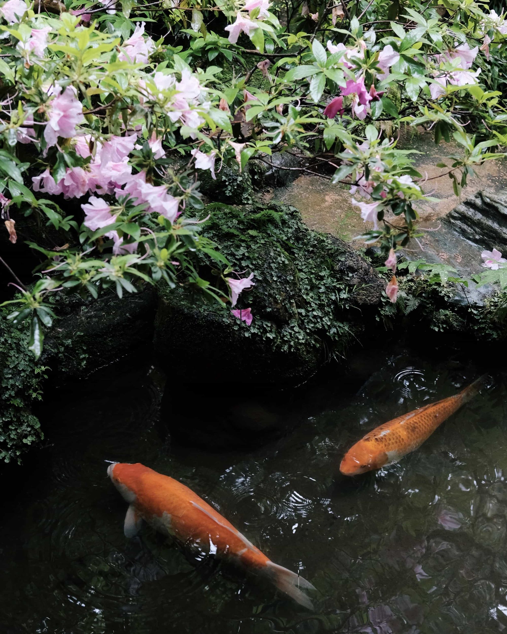 Fishes in a Samurai House